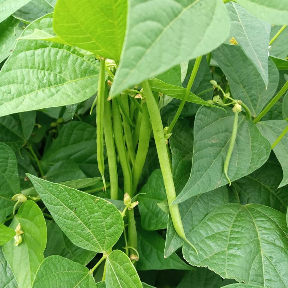 ISSACCO FRESH FRENCH BEANS.