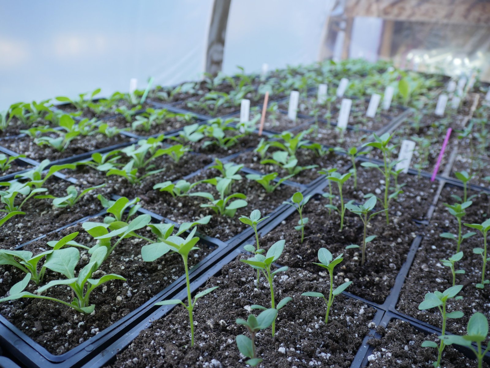 seed propagation,issacco fresh