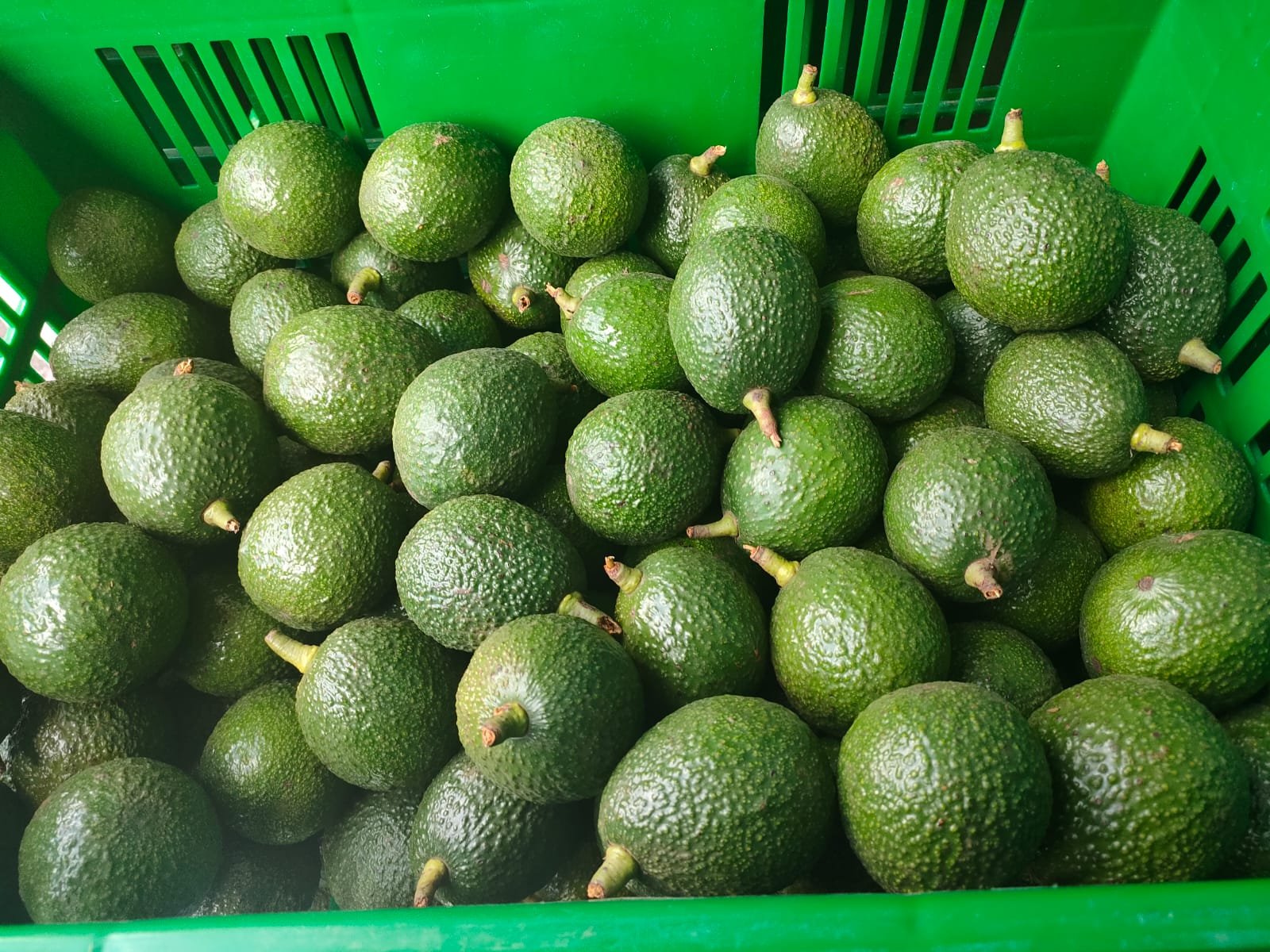 issacco fresh, fresh avocadoes
