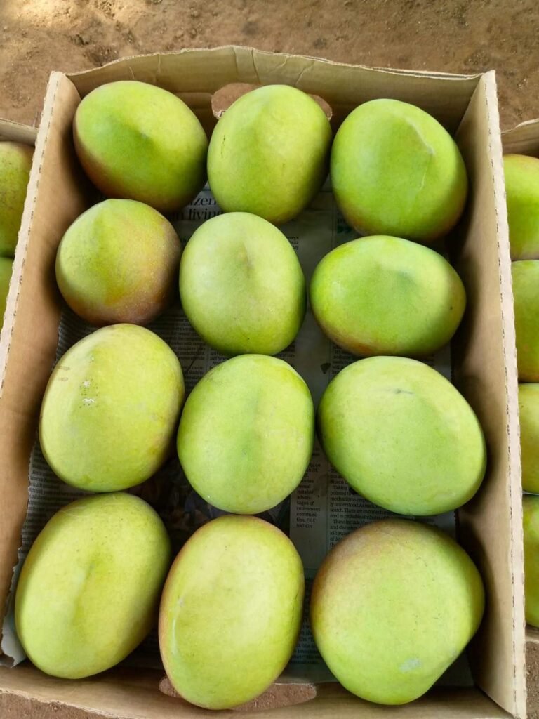 isssacco apple mangoes