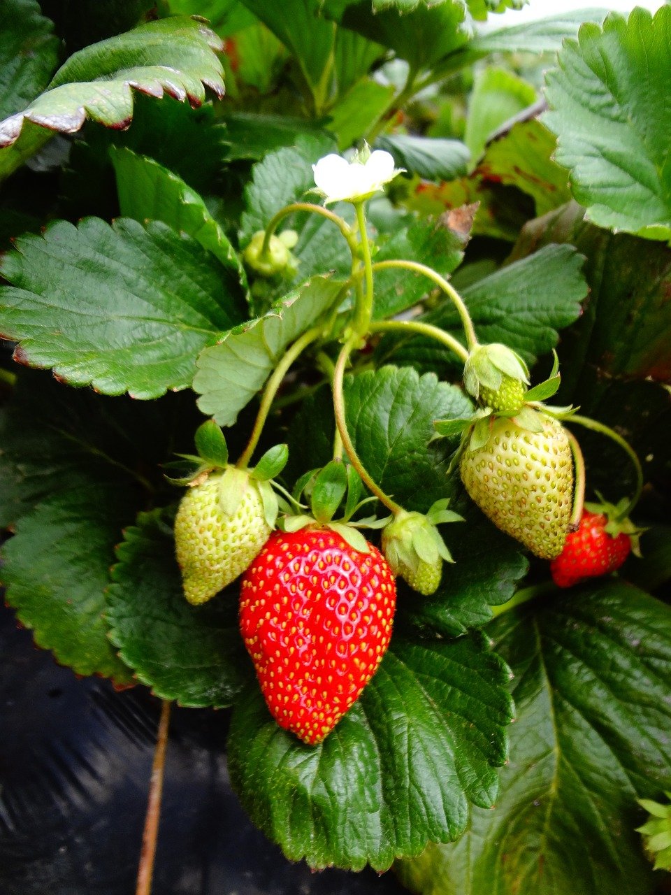 strawberry plant, strawberry, fruit-1576825.jpg